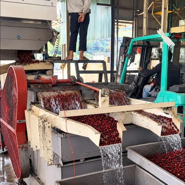 Rửa, bắn màu quả chín